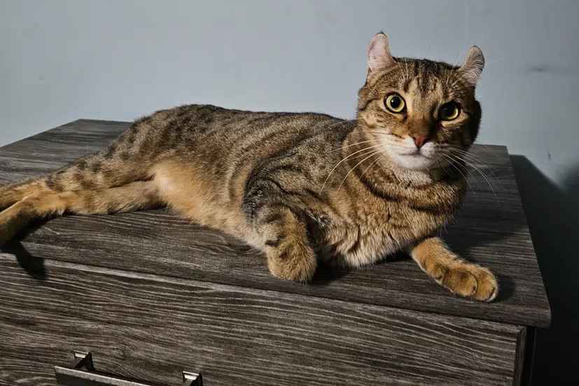 Desert Elf with Short Legs and Curled Ears – Exploring the Unique Charm of Highlander Shorthair Cats