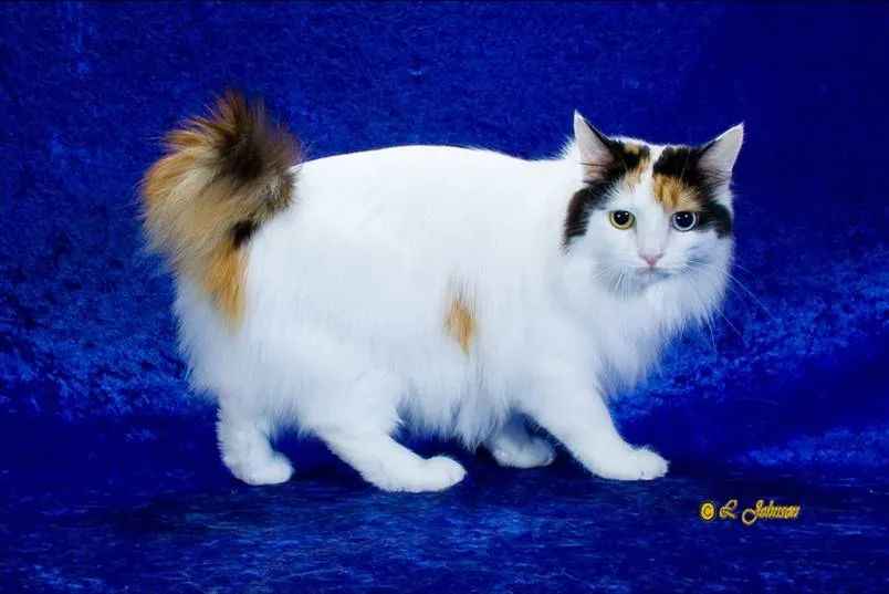 Japanese Bobtail Longhair: The Elegant Fusion of Ancient Heritage and Modern Allure