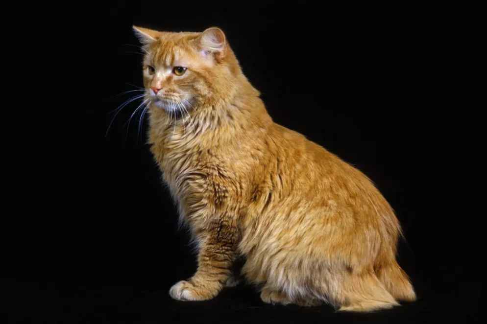 Majestic Cymric Cats: The Graceful, Tailless Marvels of Feline Affection