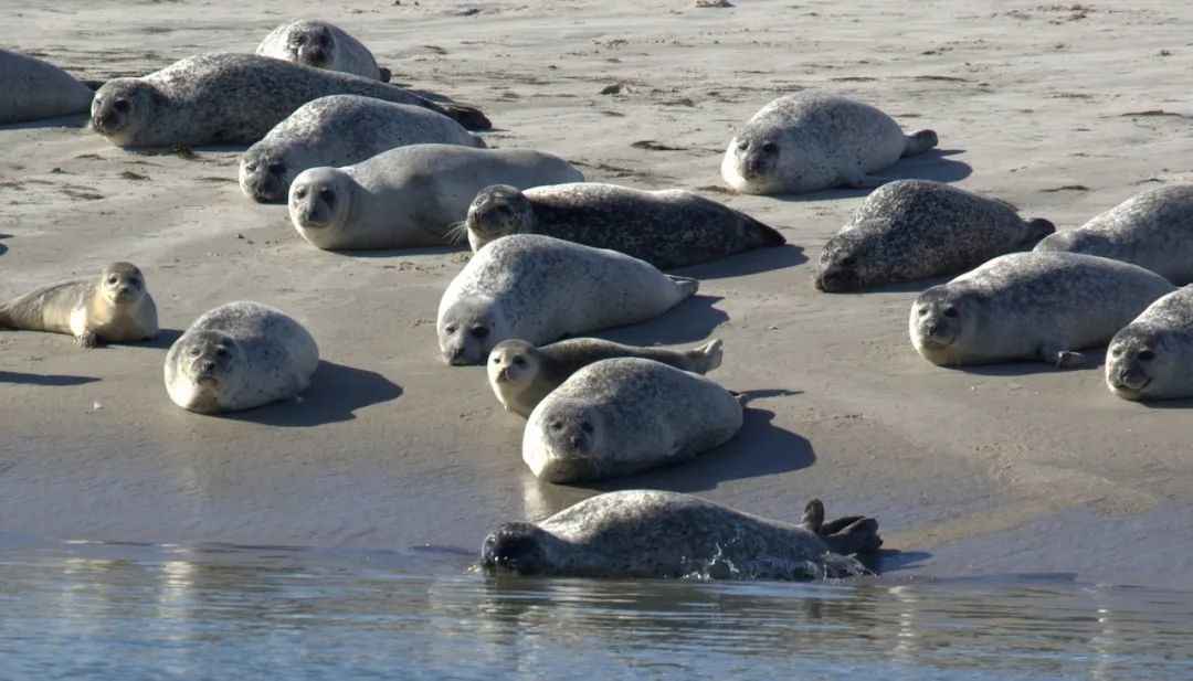 Baie de Somme, France: A Seal Haven and Ecological Marvel on the Atlantic Coast