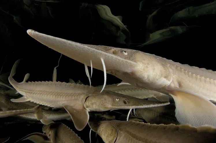 Ancient Survivor: Endangered Pallid Sturgeon, a Living Fossil from the Dinosaur Era