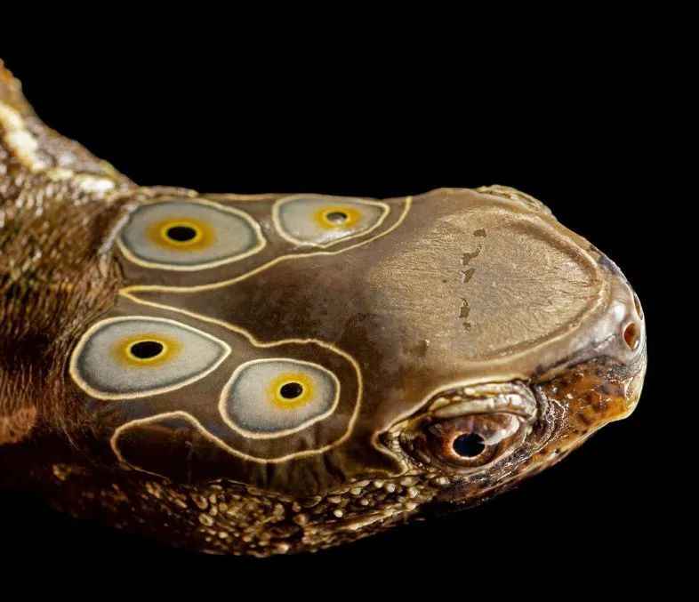 Four-Eyed Turtle: A Unique Freshwater Species Teeters on the Brink of Extinction