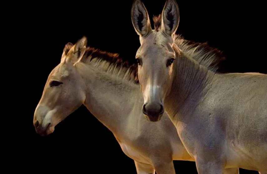 Somali Wild Ass: East Africa’s Critically Endangered "Living Fossil" Faces Extinction Crisis