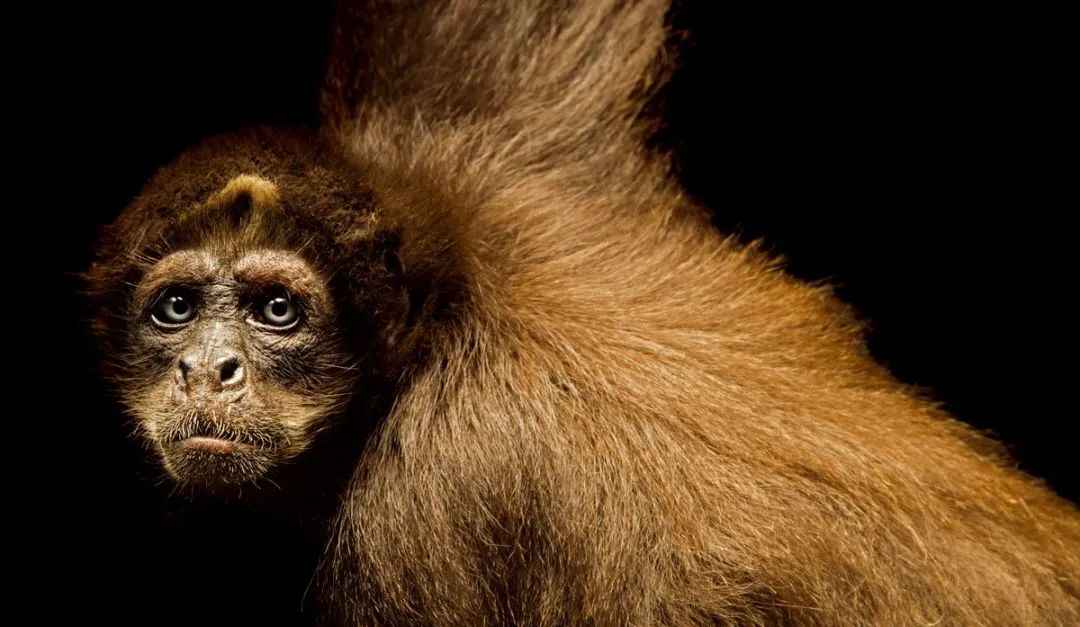 Critically Endangered Brown Spider Monkeys: Vital Seed Dispersers in South American Rainforests