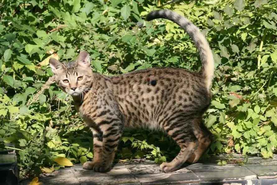 Serengeti Cat: A Stunning Feline Breed Blending Beauty and Wild Charm