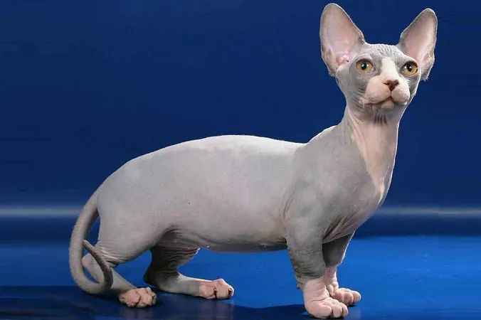 Bambino: A Rising Star in the Global Toddler Product Market