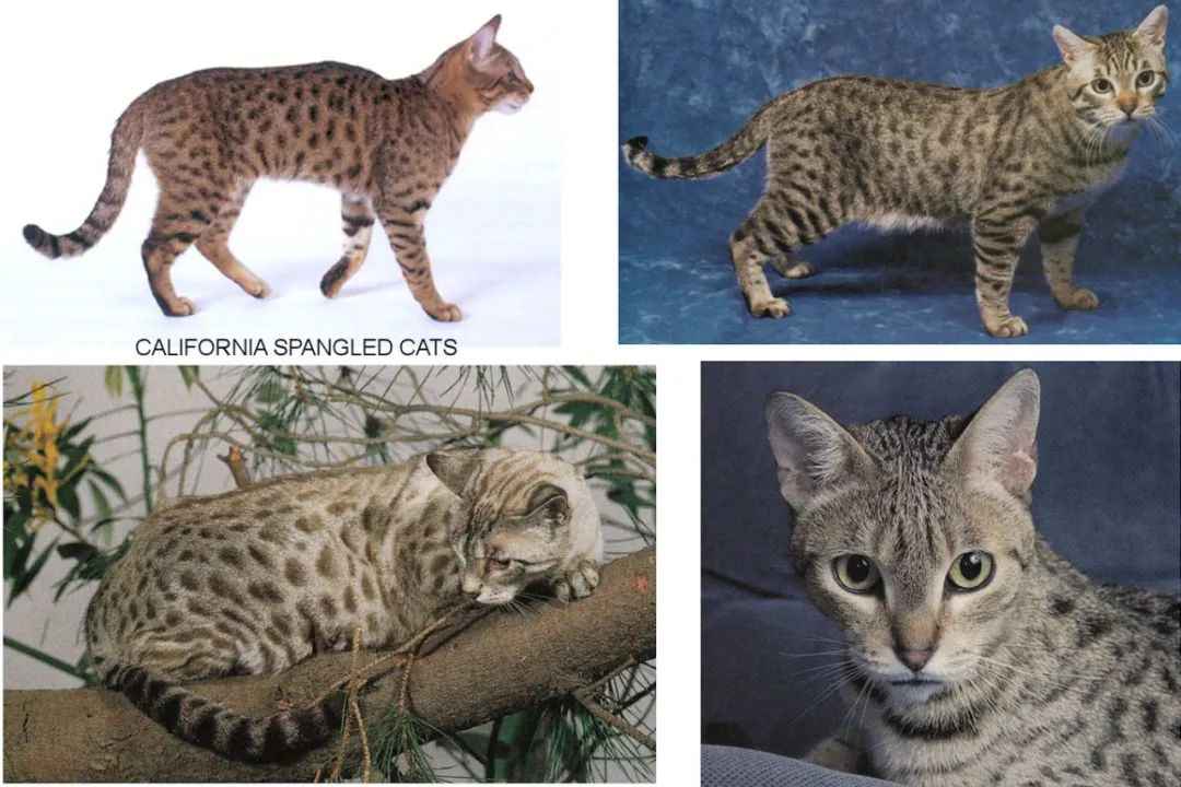 California Spangled: The Feline Gem Blending Beauty and Heritage