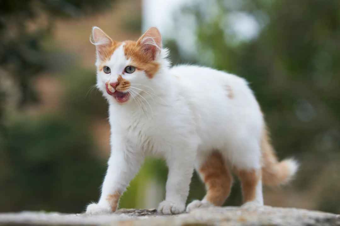 Aegean Cats: Natural Treasures of Greece's Islands