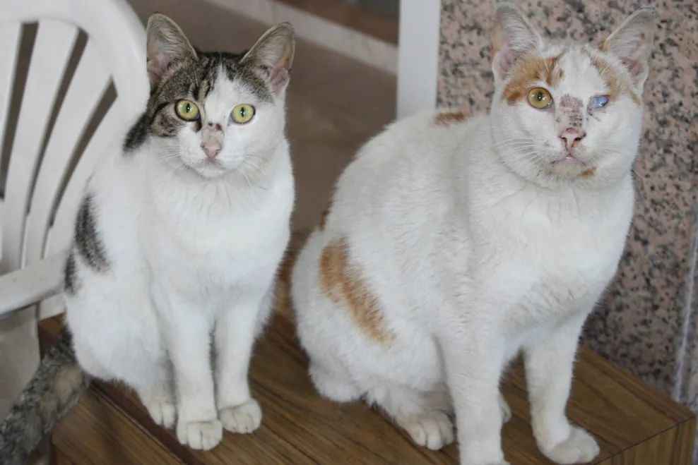 Cyprus Cats: Living Treasures of the Mediterranean Island